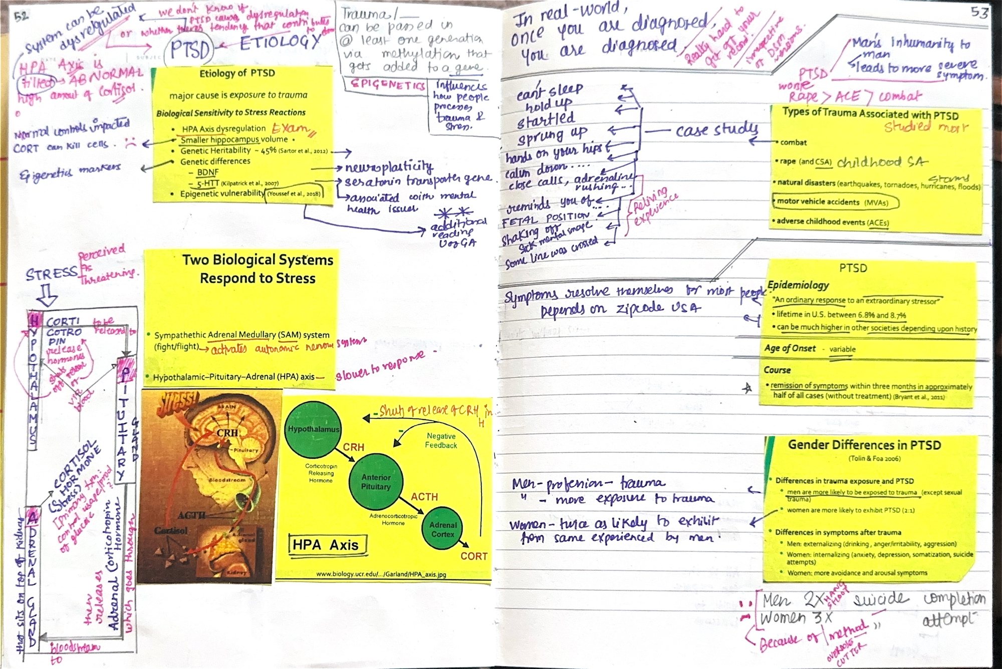 Same notebook, the etiology page: the HPA axis, and in the margin — "Trauma can be passed on to at least two generations that get added to a gene." The research programme in my own handwriting, reaching several generations further than the criterion reaches across one phone call.